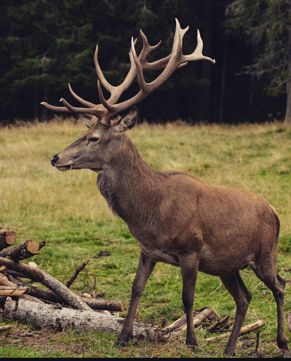 Elk in the Wild