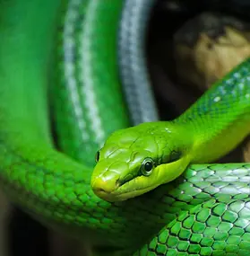 Gonyosoma Oxycephalum