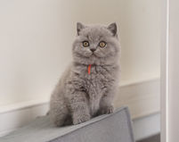chaton british