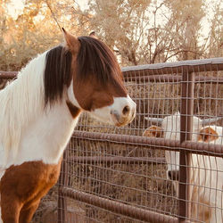 One of our newest rescues already making