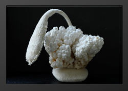 Aragonite