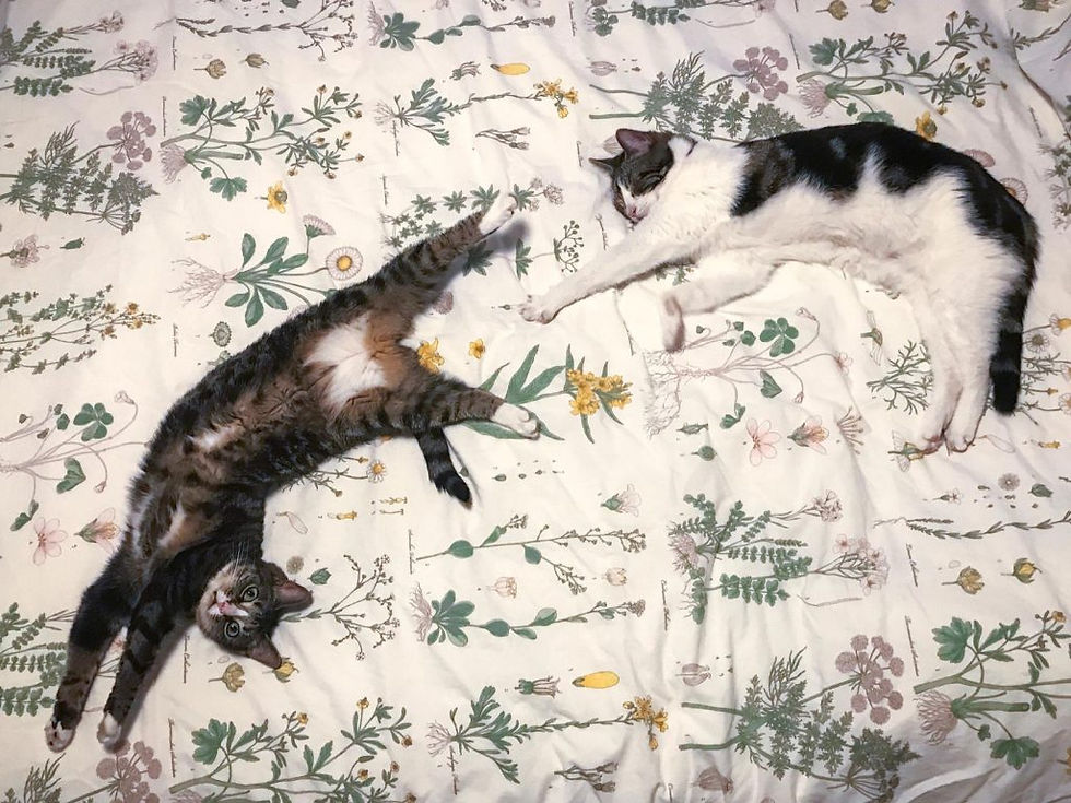 Little cute cats on floral bedding. Renovation by Absolute Project Management.
