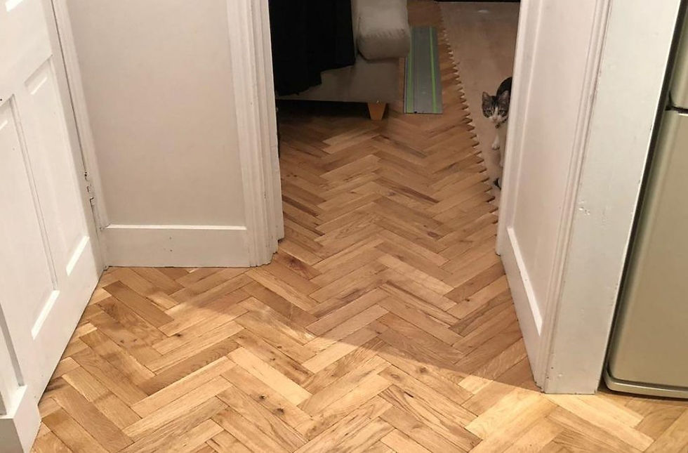 Newly laid parquet floor with cat