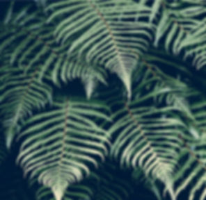 Tropical Plant