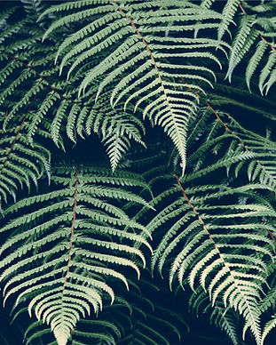 Tropical Plant