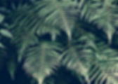 Tropical Plant