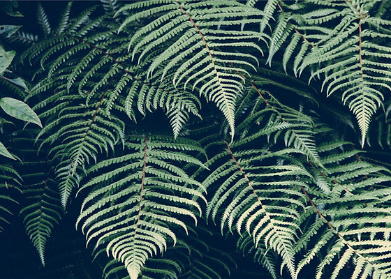 Tropical Plant