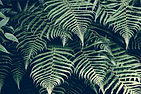 Planting Design