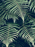 Tropical Plant