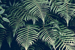 fougere, plante foret basque, nature jardin paysagiste