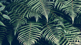 Why Use Herbs? And other FAQ.