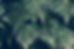 ferns background