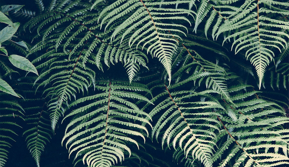 Tropical Plant