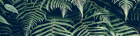 Tropical Plant