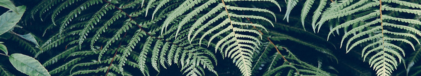 Tropical Plant