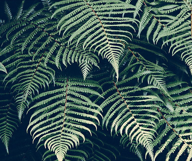 Tropical Plant