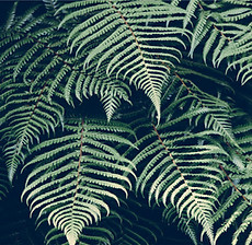 Fern Leaves Closeup