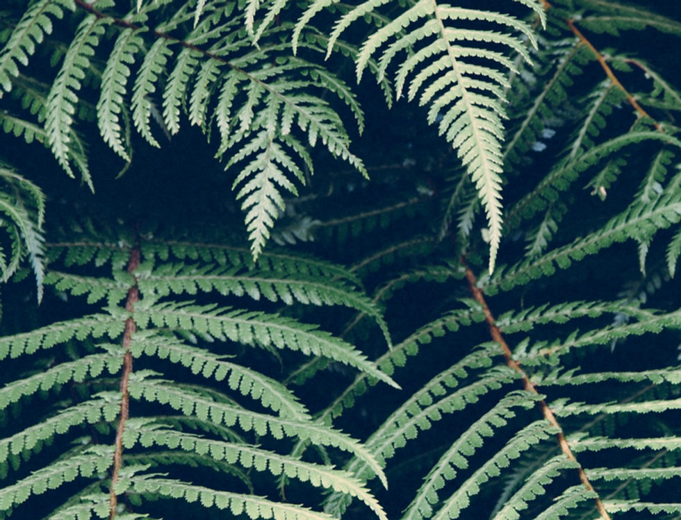 Planta tropical