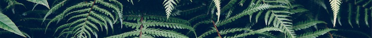 Tropical Plant