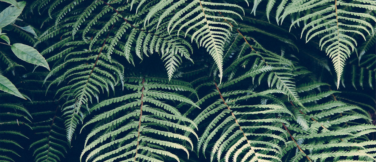 Planta tropical