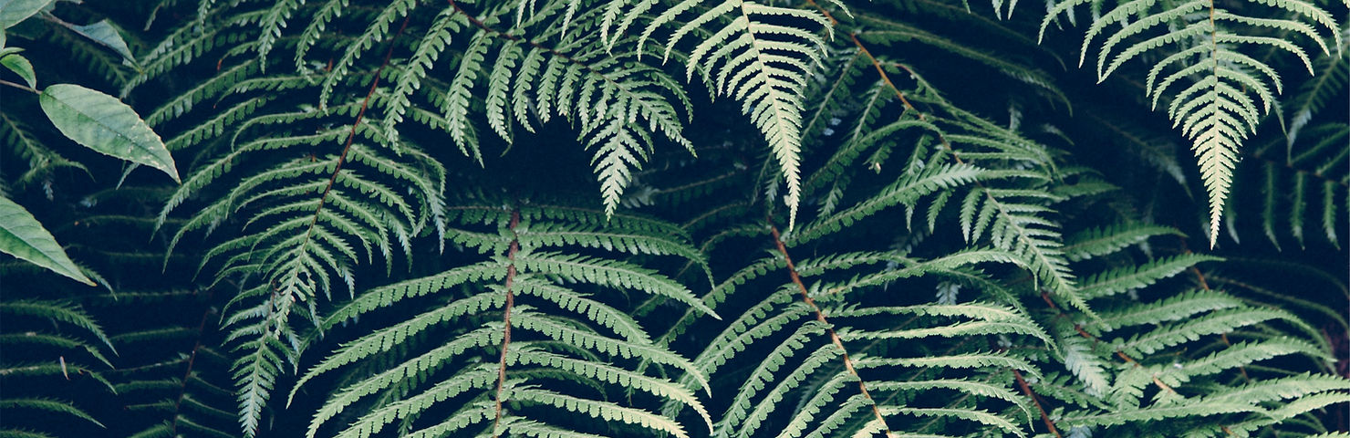 Tropical Plant