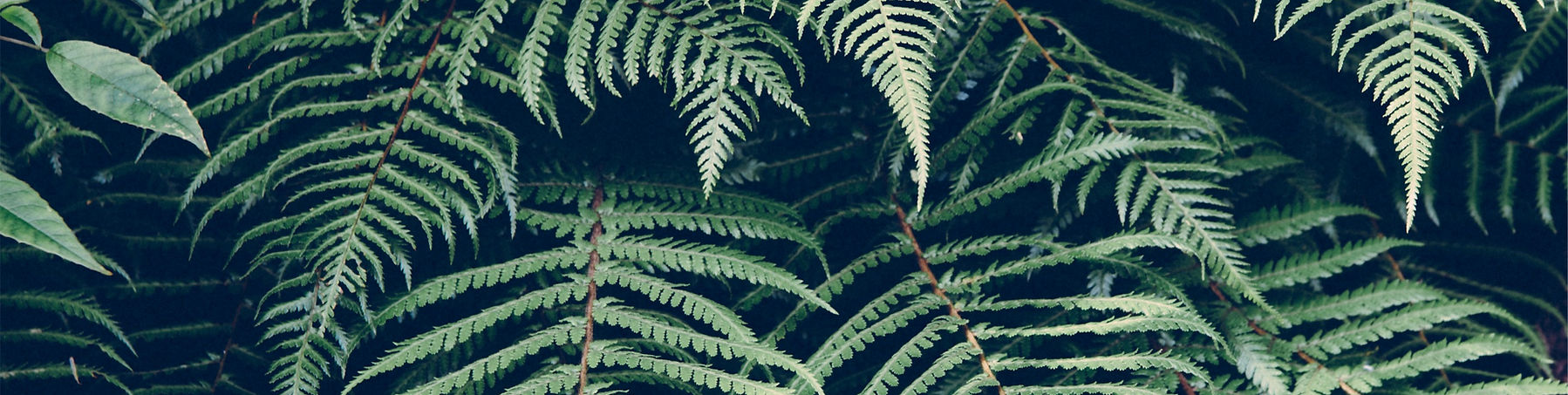 Fern Leaves Closeup