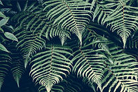 Fern Leaves Closeup
