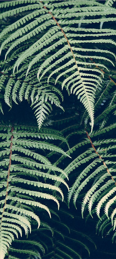 Tropical Plant