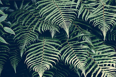 Fern Leaves Closeup