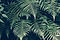 Tropical Plant