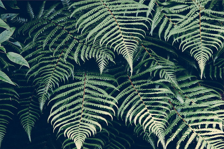 naturopathe Nantes