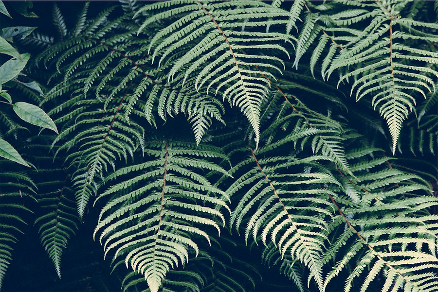 Fern Leaves Closeup