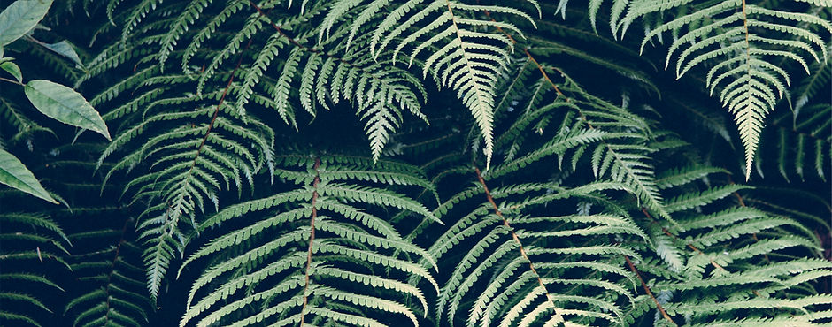 Tropical Plant