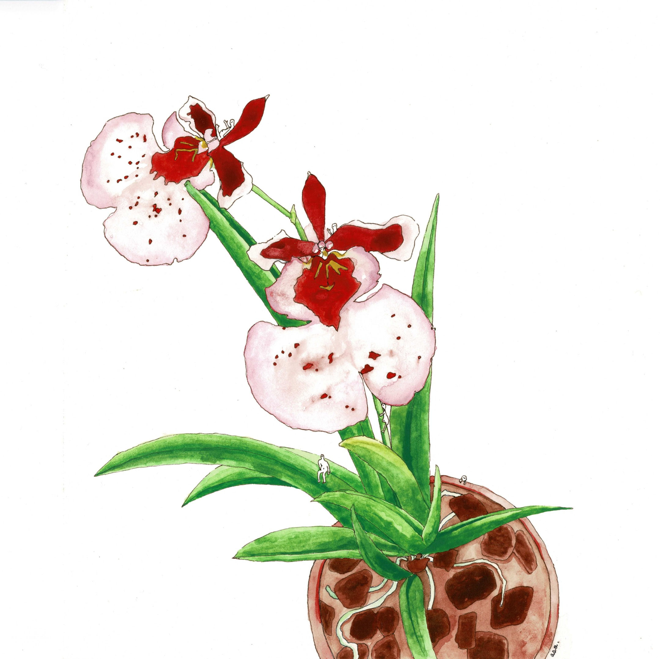 Tiny people in orchids