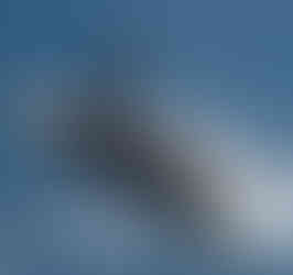 Baleia Jubarte em Porto Seguro