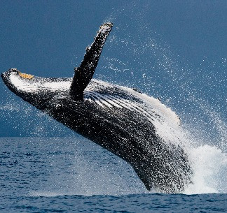 Baleia Jubarte em Porto Seguro