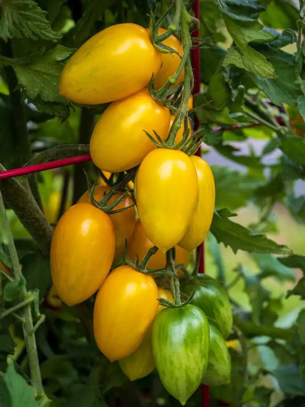 Tomato:  Bliss Hybrid, 4 pack