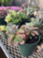 Thumbnail: Succulents:  Misc. Varieties/Sizes/Costs