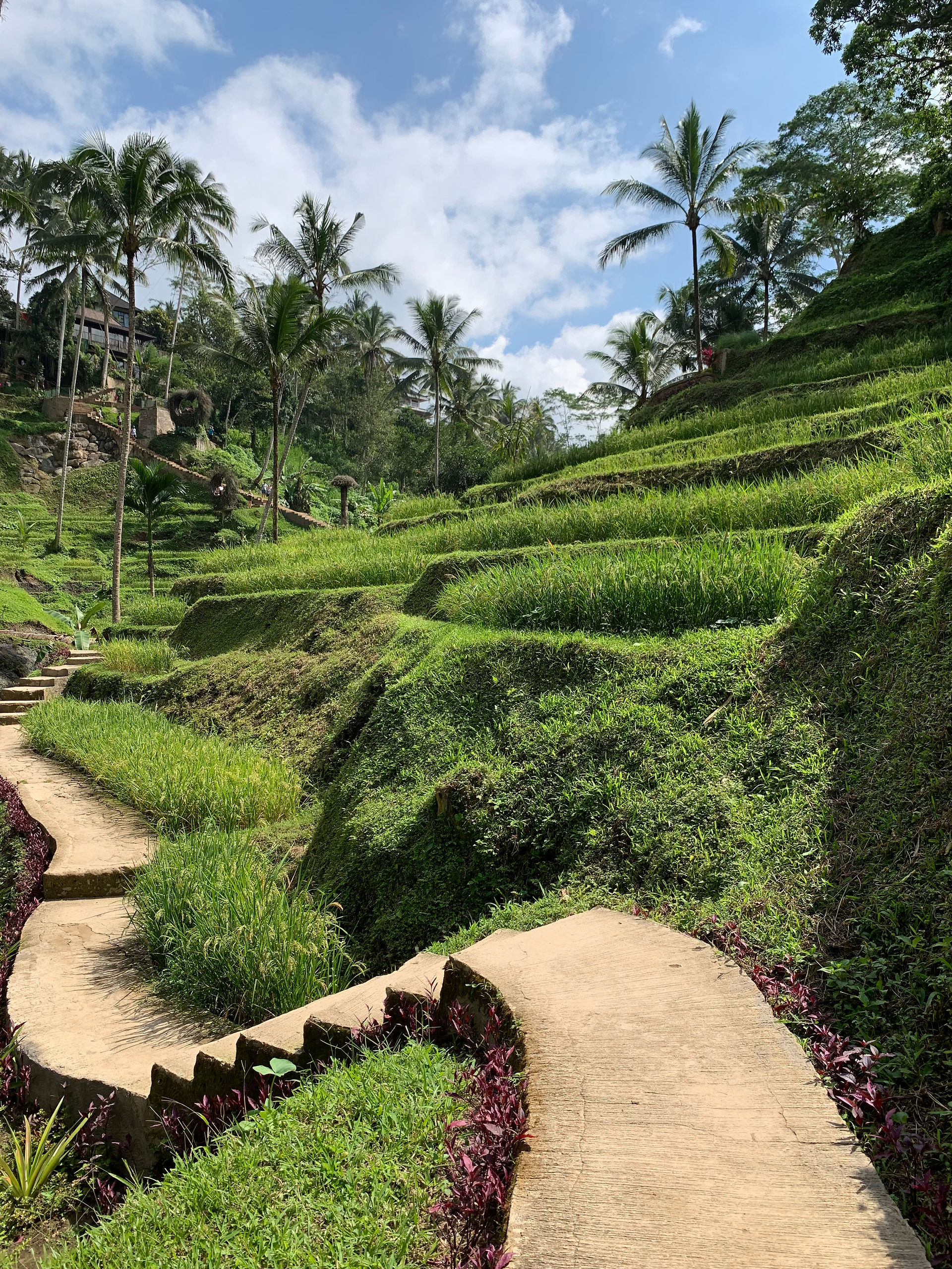 Les rizières de Tegallalang ubud