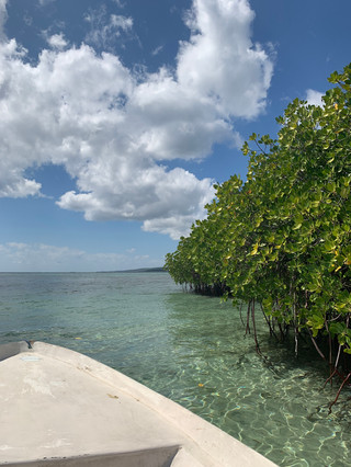 Mangrove nusa lembongan bali