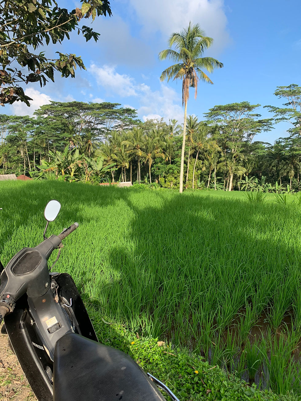 rizière bali à ubud en scooter