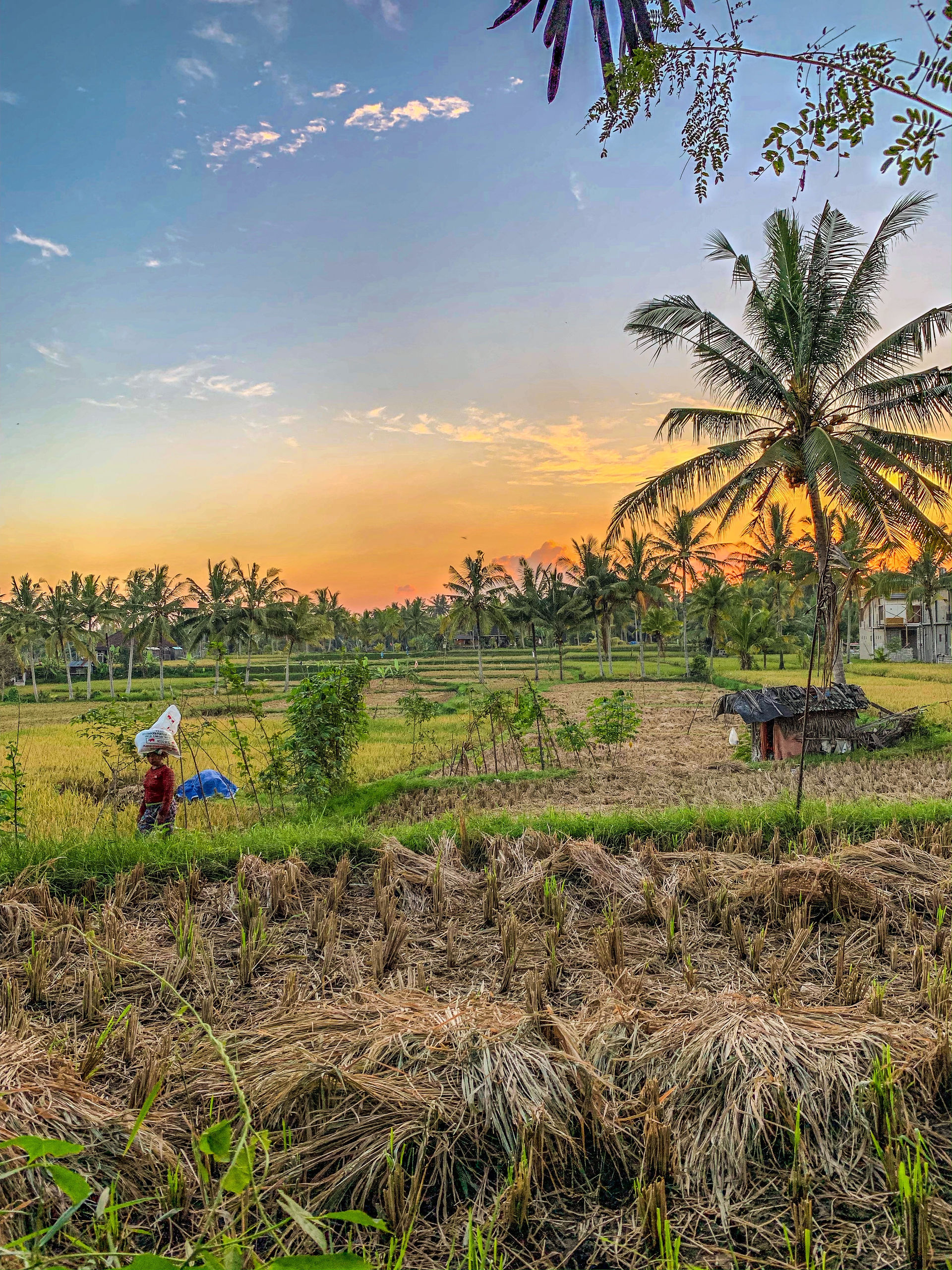 rizière ubud bali 