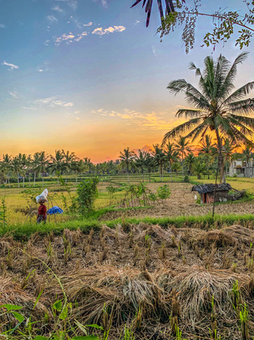 rizière ubud bali 