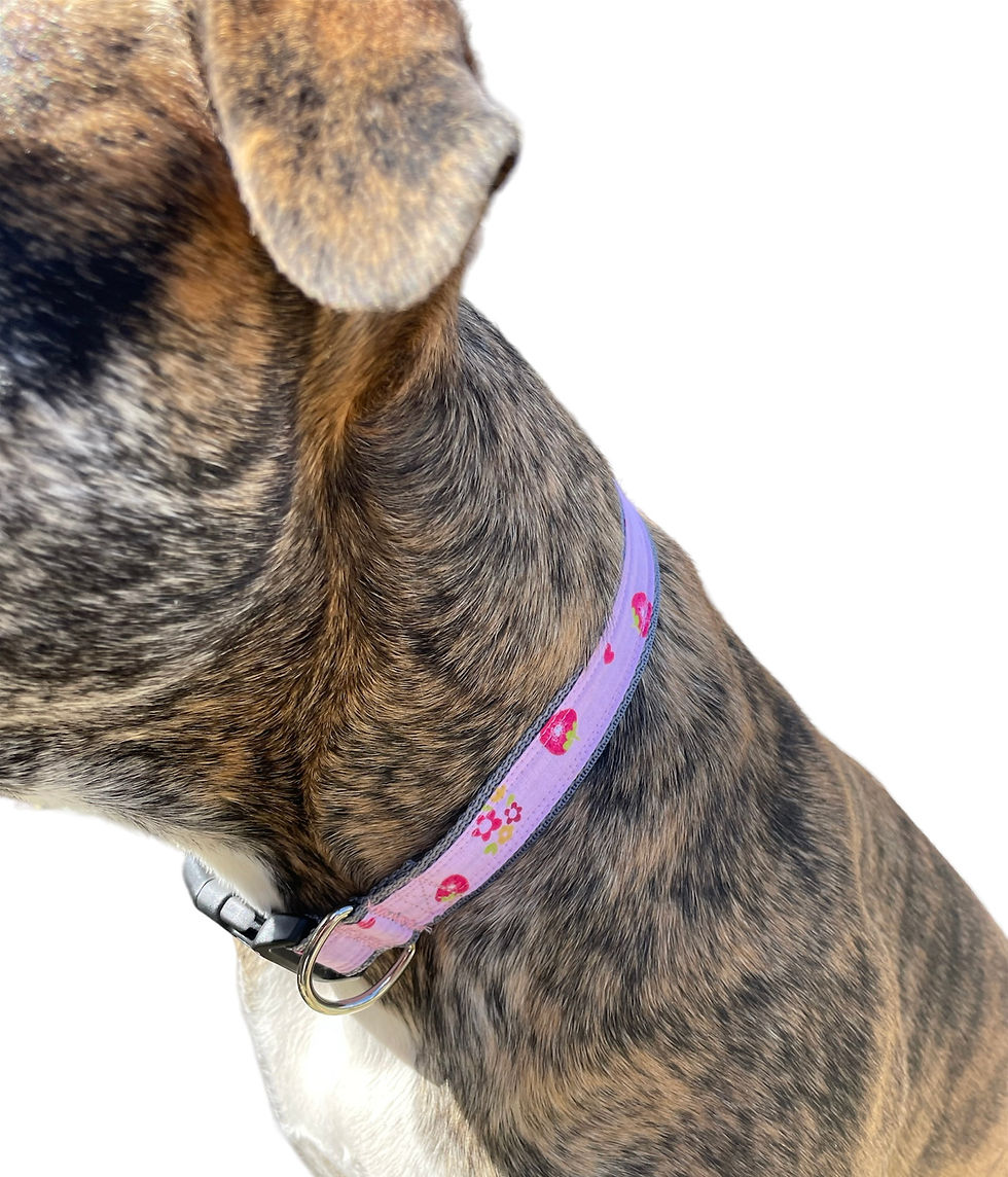Thumbnail: Berry sweet pink and grey collar