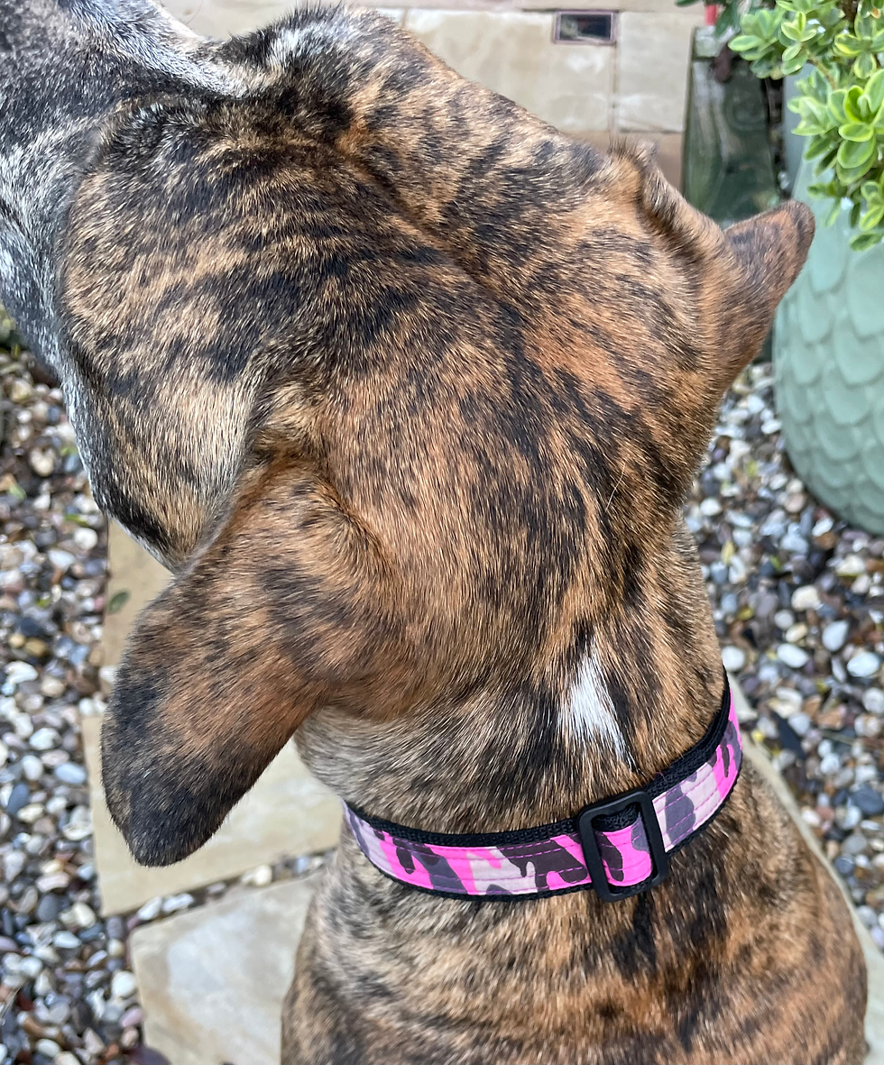 Thumbnail: Pink camo collar