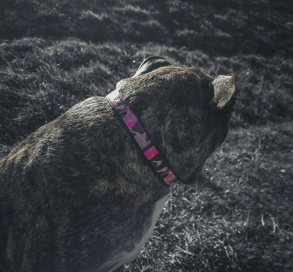 Thumbnail: Pink camo collar