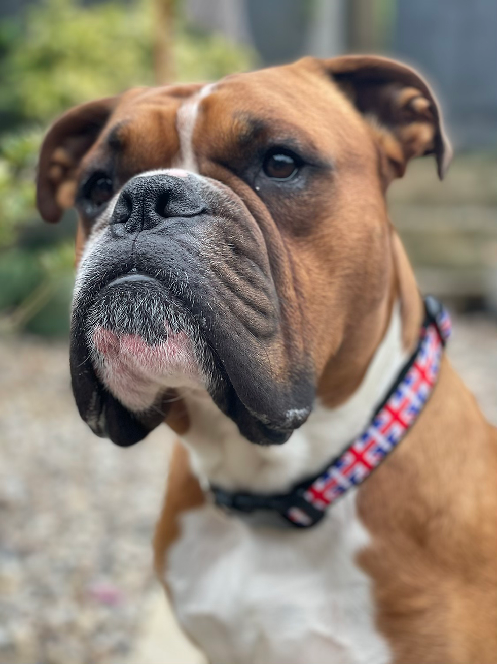 Thumbnail: Black british flag collar