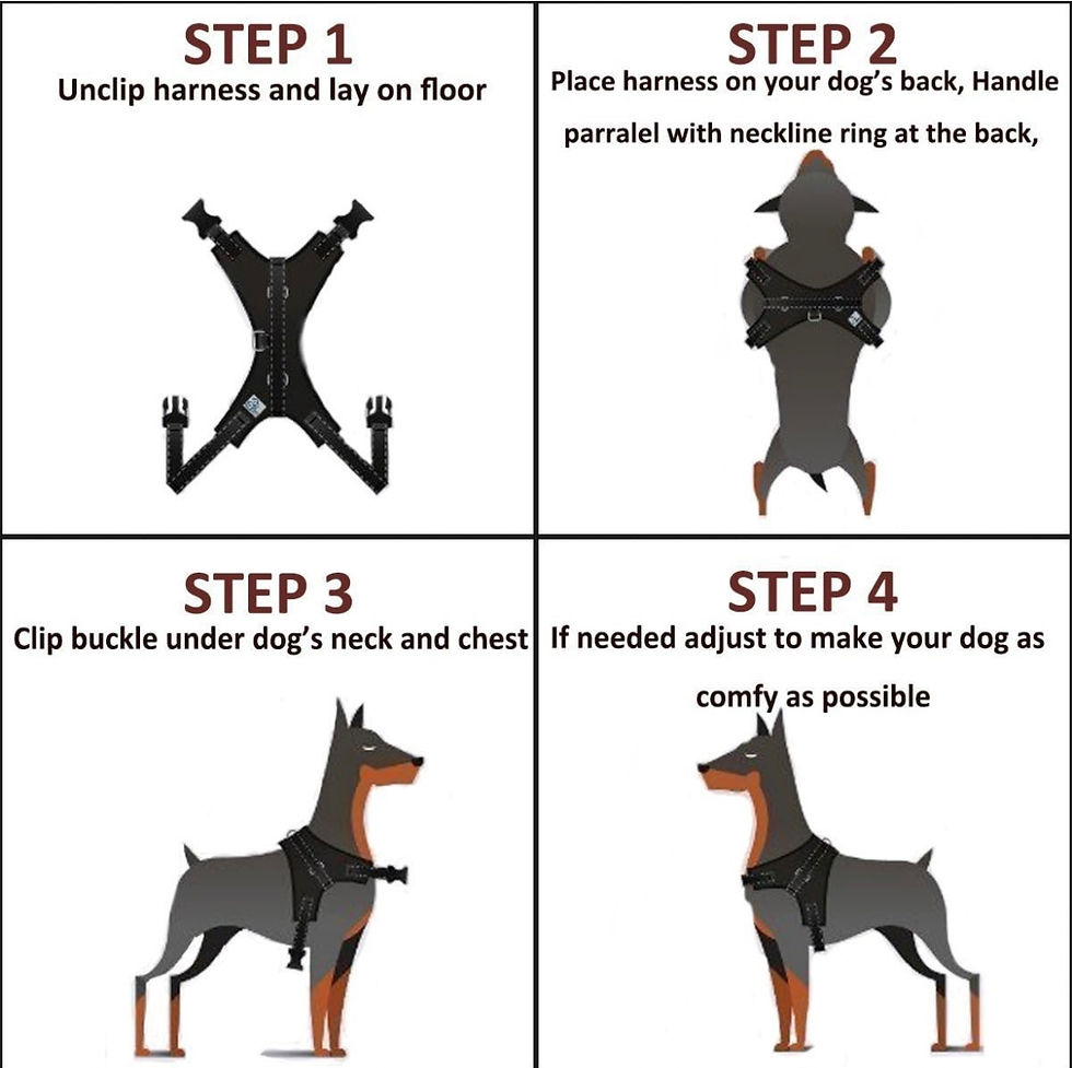 Thumbnail: Purple dog harness with lead