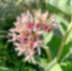 A bee lands on a flowering milkweed plant, pollinating it and gathering food for the bee's hive.