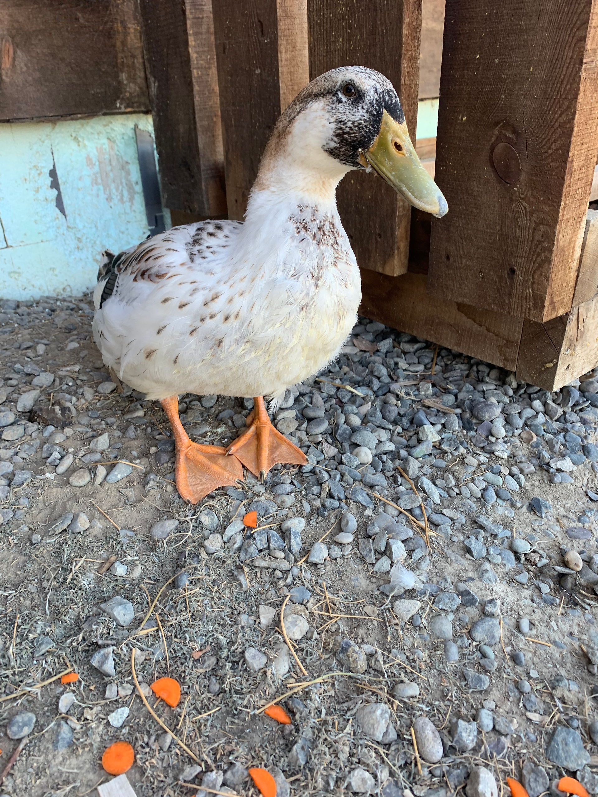 A black, white, brown, and yellow duckling looks inquisitively at the camera.